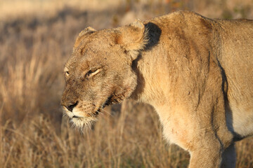 Afrikanischer Löwe / African lion / Panthera leo.