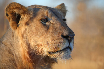 Afrikanischer Löwe / African lion / Panthera leo.