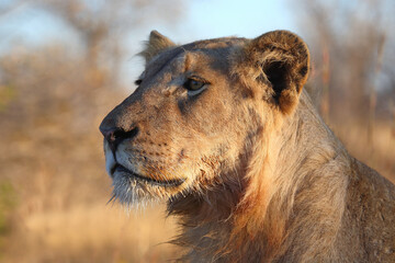 Afrikanischer Löwe / African lion / Panthera leo.