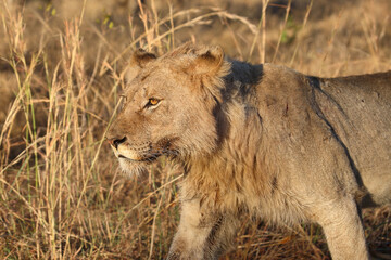 Afrikanischer Löwe / African lion / Panthera leo.