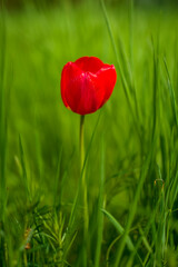 Obraz premium eine rote Tulpe