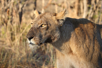 Afrikanischer Löwe / African lion / Panthera leo.