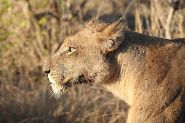 Afrikanischer Löwe / African lion / Panthera leo.