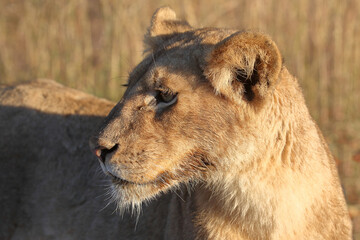 Afrikanischer Löwe / African lion / Panthera leo.