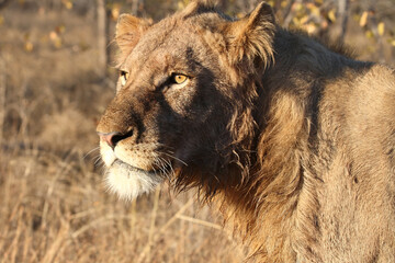 Afrikanischer Löwe / African lion / Panthera leo.