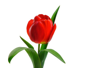 Scarlet tulip on a white background