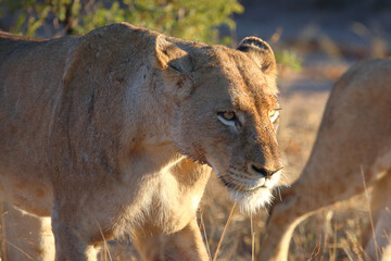 Afrikanischer Löwe / African lion / Panthera leo.