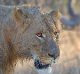Afrikanischer Löwe / African lion / Panthera leo.