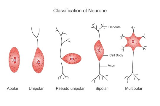 Classification of neurones or nerve cell. apolar, bipolar, pseudounipolar,bipolar and multipolar neurones. Educational illustration.