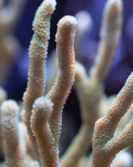 close up of a cactus