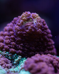 close up of a coral