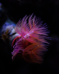 orange flower in the dark