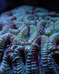 coral reef in the sea