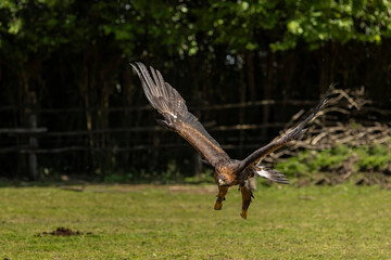Golden eagle