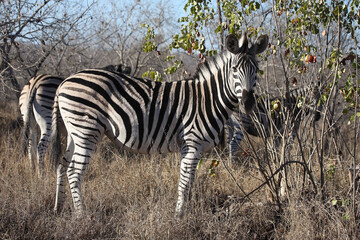Steppenzebra / Burchell's zebra / Equus quagga burchellii