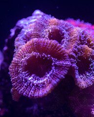 close up of a coral