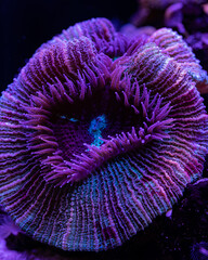 flower of the anemone