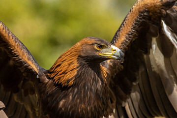 Golden eagle