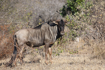 Streifengnu / Blue wildebeest / Connochaetes taurinus