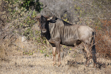 Streifengnu / Blue wildebeest / Connochaetes taurinus