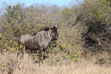 Streifengnu / Blue wildebeest / Connochaetes taurinus