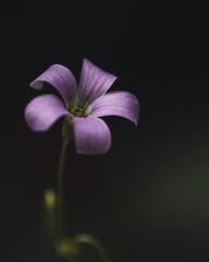 flower on black background