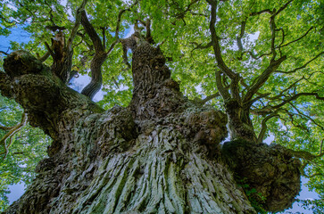 alter Baum, Eiche,  mit einem riesigen Blätterdach, in den Himmel fotografiert, Wunder der Natur,...