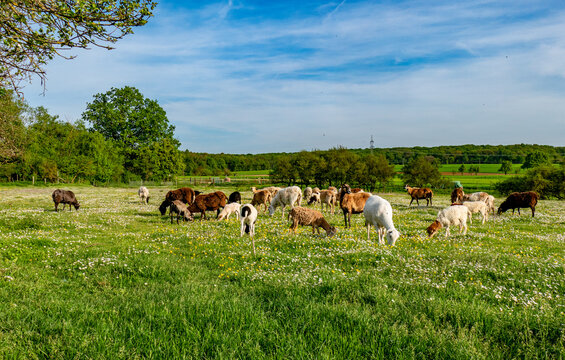 Sheep-Rearing Bilder – Durchsuchen 19,236 Archivfotos, Vektorgrafiken ...