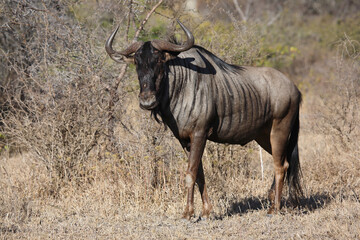 Obraz premium Streifengnu / Blue wildebeest / Connochaetes taurinus