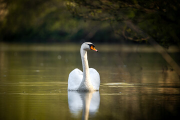 Grüner See oder Teich mit einem weißen Schwan in der Natur
