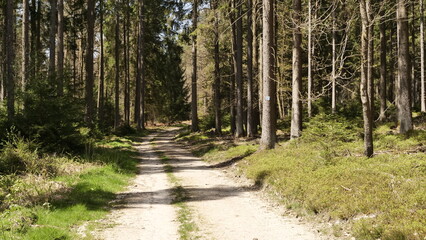 Waldweg auf dem Mineralwasser-Erlebnispfad