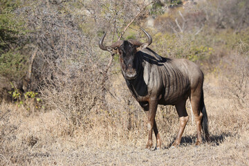 Streifengnu / Blue wildebeest / Connochaetes taurinus