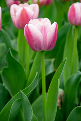Fototapeta premium Pink and white tulips