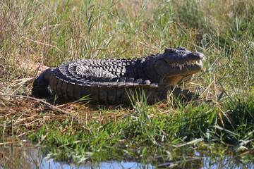 Nilkrokodil / Nile crocodile / Crocodylus niloticus
