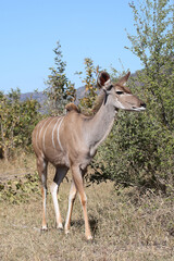 Naklejka na ściany i meble Großer Kudu / Greater kudu / Tragelaphus strepsiceros