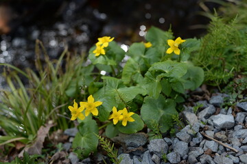 2023_戸隠神社・信濃善光寺