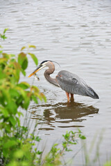 Great Blue Heron on lake