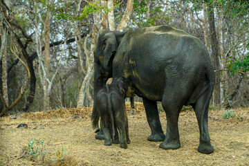 Elephant and baby at nagerhole tiger reserve forest