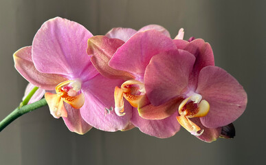 Beautiful Pink Orchid Frond
