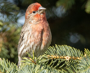red-headed finch on a tree branch