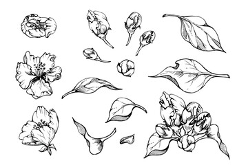 Hand drawn ink composition with apple blossom on branches, green leaves, white and pink flowers. Isolated object on white background. Design for wall art, wedding, print, fabric, cover, card.