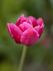 pink tulip closeup