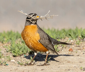 robin with weeds in its beak