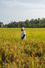 An Indonesian farmer is monitoring the rice field before the harvest.