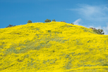 Small trees atop mustard covered hill