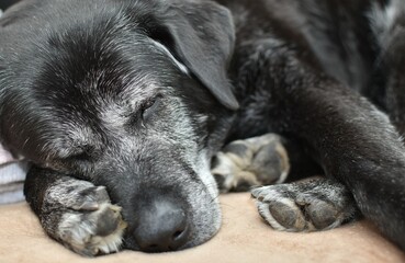 black big gray dog sleeping soundly