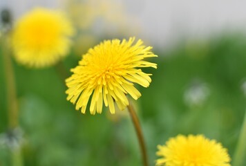 yellow dandelions in green grass