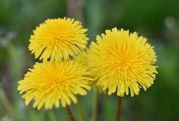 yellow dandelions in green grass