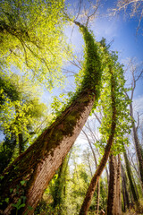 Fototapete bei efototapeten.de bestellen   