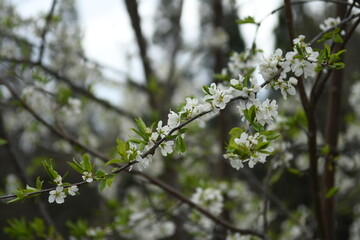 2023_戸隠神社・信濃善光寺